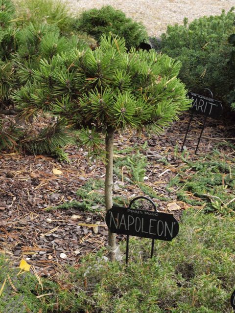 Pinus mugo 'Napoleon'