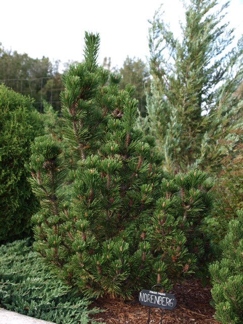 Pinus mugo 'Norenberg'