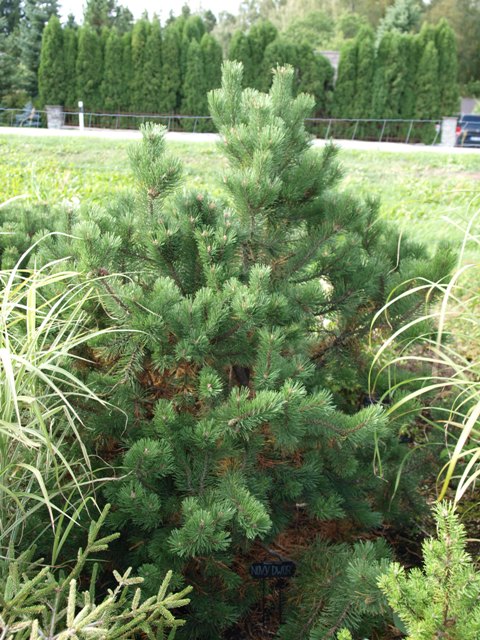 Pinus mugo 'Novy Dwor'