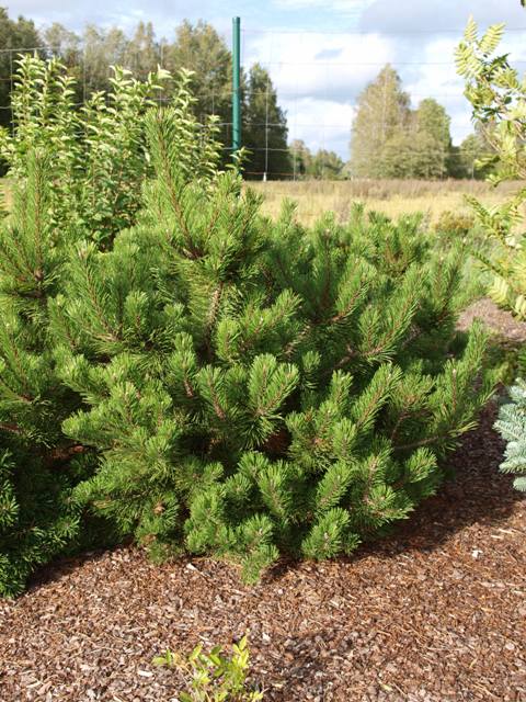 Pinus mugo 'Yaffle Hill'