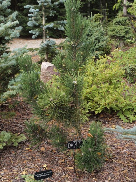 Pinus nigra 'Dablice'