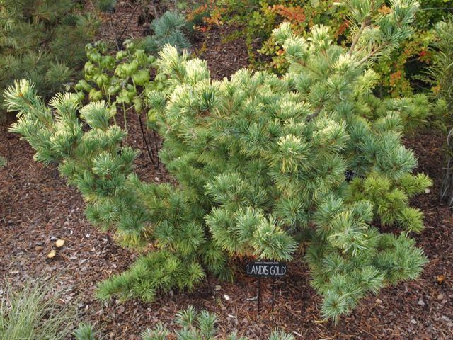 Pinus parviflora 'Dr. Landis Gold'