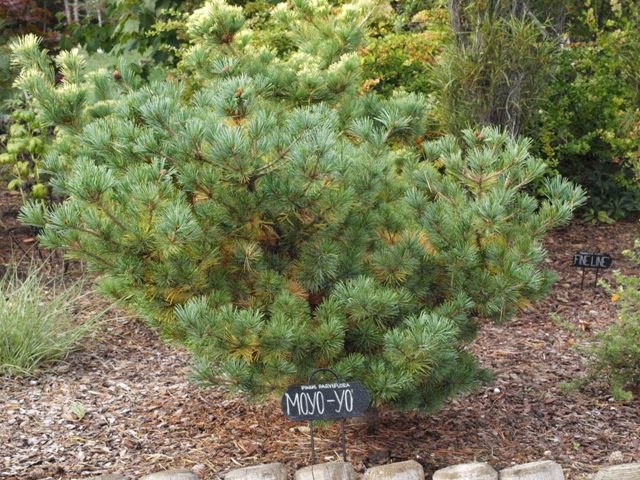 Pinus parviflora 'Moyo-yo'