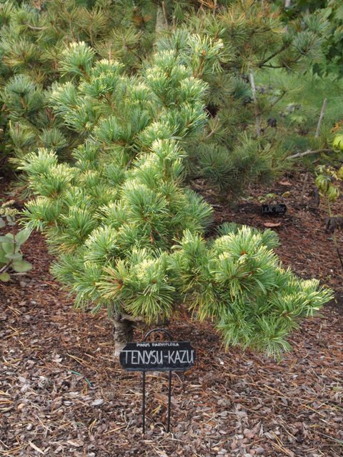 Pinus parviflora 'Tenysu-Kazu'
