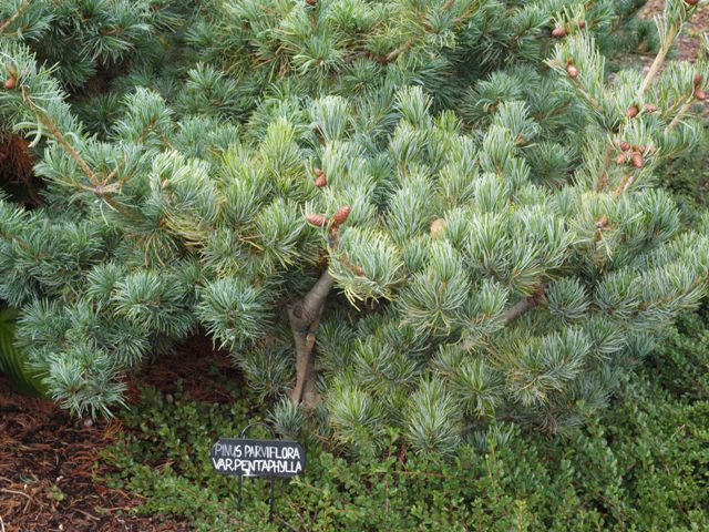 Pinus parviflora 'var. pentaphylla'