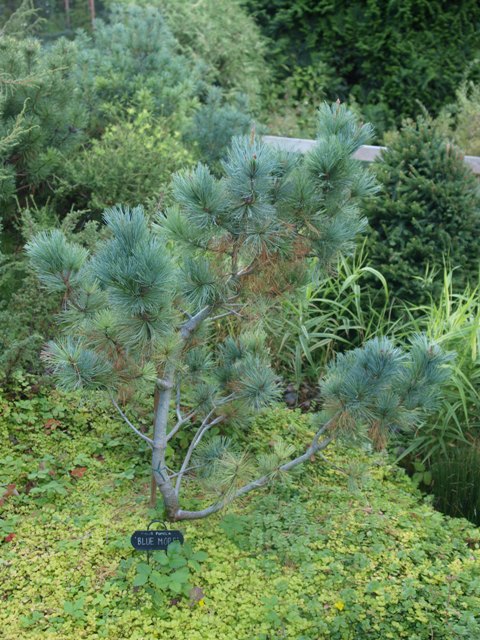 Pinus pumila 'Blue Mops'
