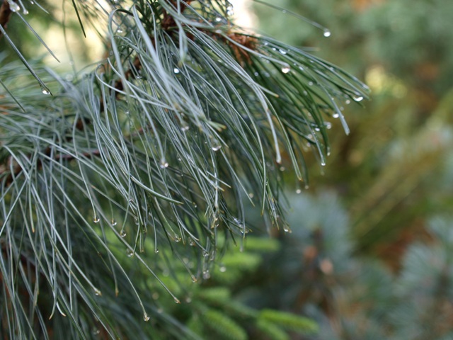 Pinus pumila 'Hannover Munden'