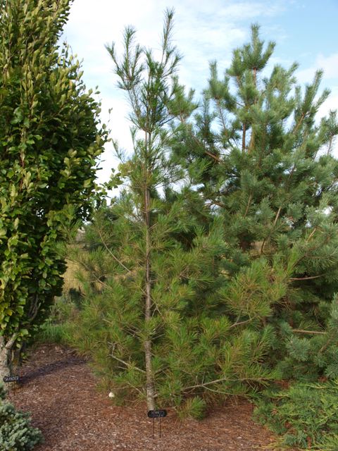 Pinus strobus 'Bennett Clump Leaf'