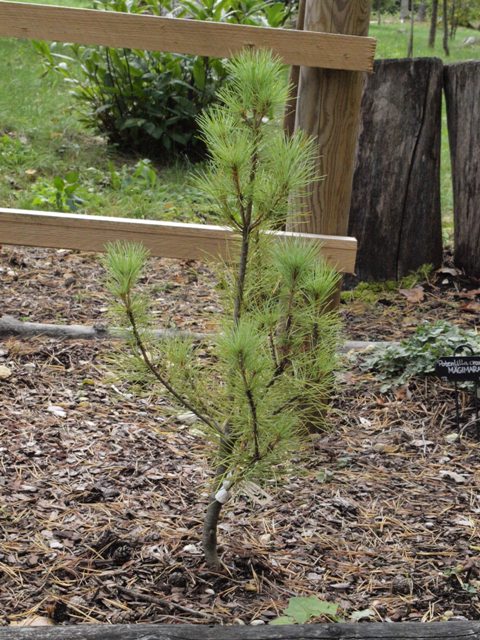 Pinus strobus 'Fastigiata Devine'