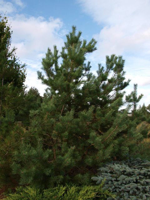 Pinus sylvestris 'Candlelight'