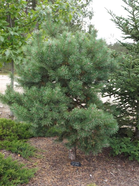 Pinus sylvestris 'Skjak'