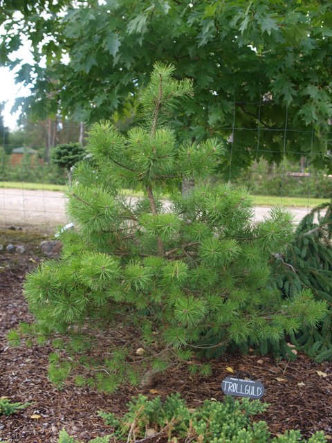 Pinus sylvestris 'Trollguld'
