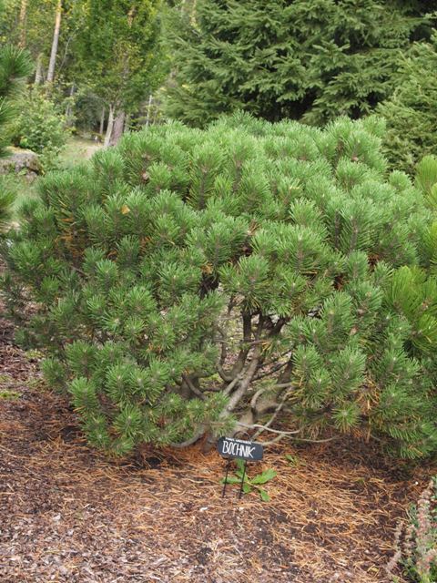 Pinus uncinata 'Bochnik'