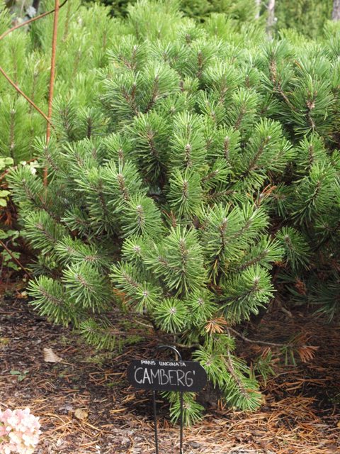 Pinus uncinata 'Camberg'