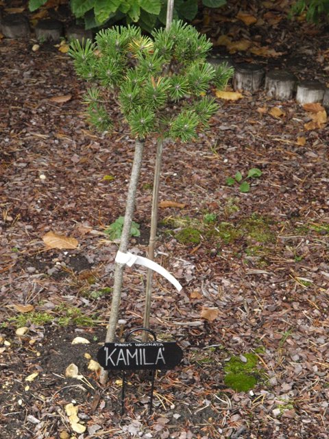 Pinus uncinata 'Kamila'