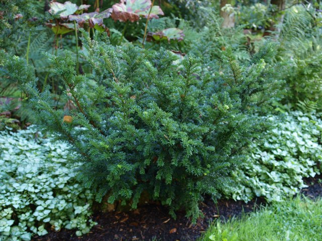 Taxus canadensis 'Stricta'