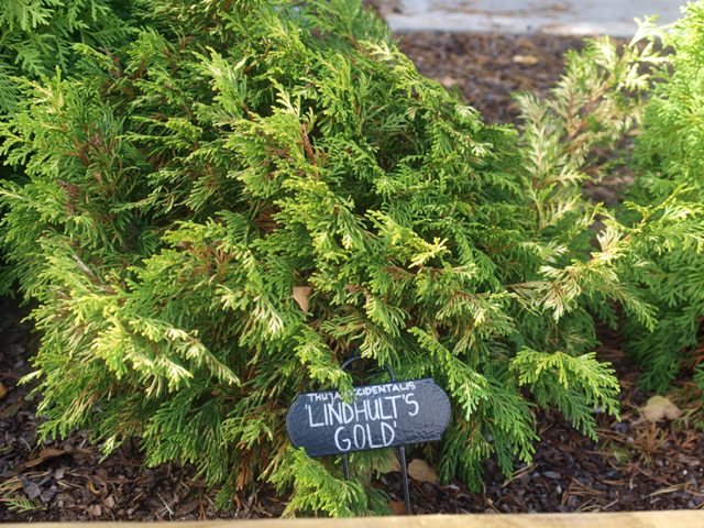 Thuja occidentalis 'Lindhults Gold'