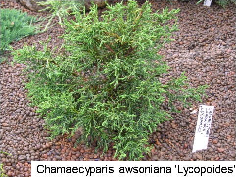 Chamaecyparis lawsoniana 'Lycopodioides'