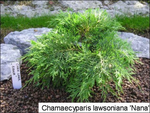 Chamaecyparis lawsoniana 'Nana'