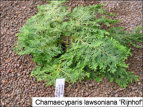 Chamaecyparis lawsoniana 'Rijnhof'