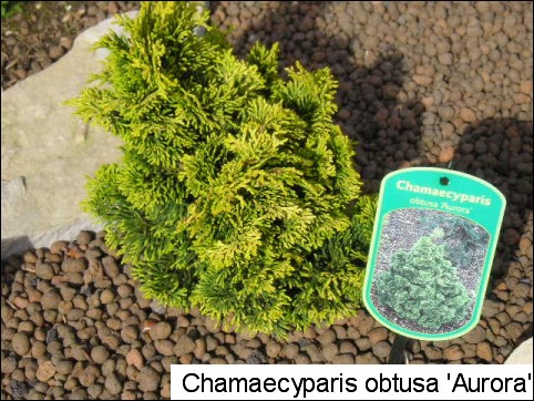 Chamaecyparis obtusa 'Aurora'