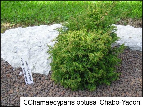 Chamaecyparis obtusa 'Chabo-yadori'