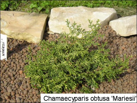 Chamaecyparis obtusa 'Mariesii'