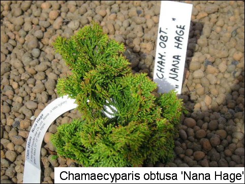 Chamaecyparis obtusa 'Nana Hage'