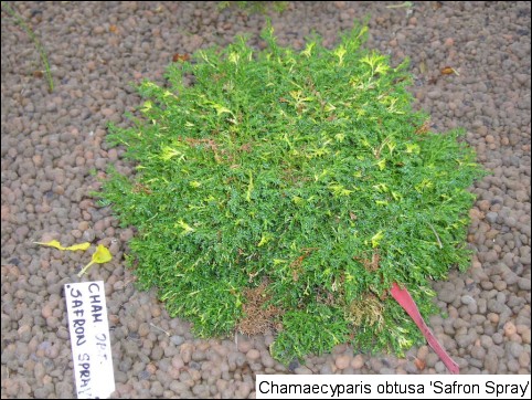 Chamaecyparis obtusa 'Saffron Spray'