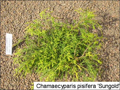 Chamaecyparis pisifera 'Sungold'