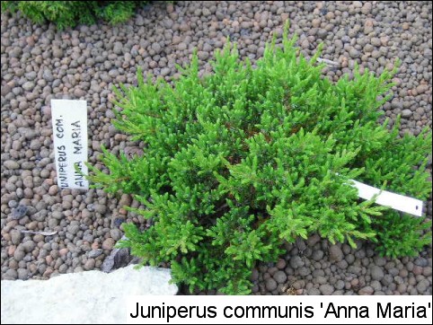 Juniperus communis(J. chinensis) 'Anna Maria'