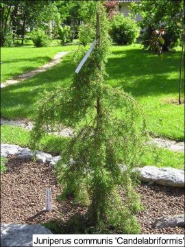 Juniperus communis 'Candelabriformis'