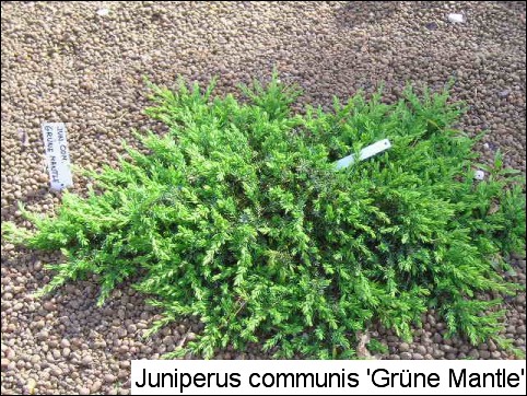 Juniperus communis 'Grüne Mantle'