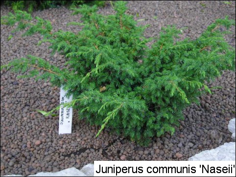 Juniperus communis 'Naseii'