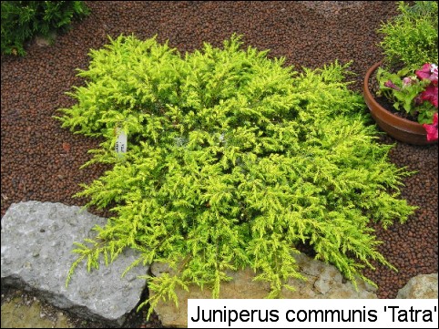 Juniperus communis 'Tatra'