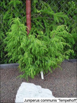 Juniperus communis 'Tempelhof'