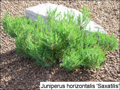 Juniperus horizontalis 'Saxatilis'