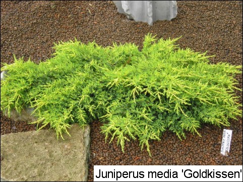 Juniperus x media 'Goldkissen'