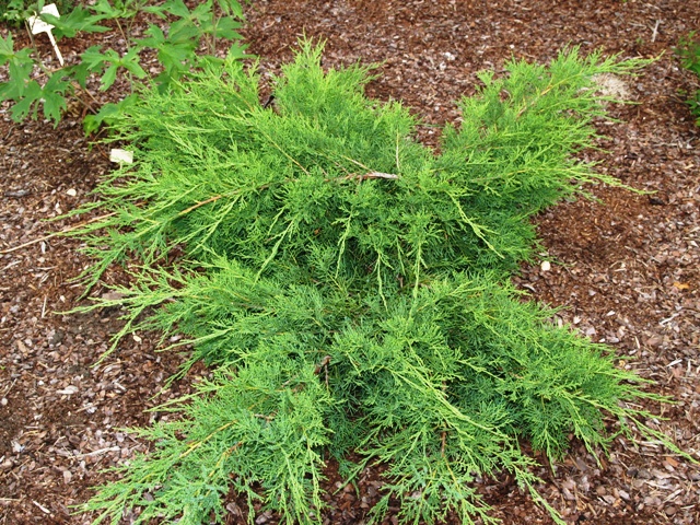 Juniperus sabina 'Musgrave'