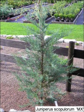 Juniperus scopulorum 'MX'