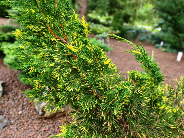 Juniperus chinensis 'Aureovariegata'