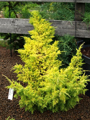 Juniperus chinensis 'Ferngold'
