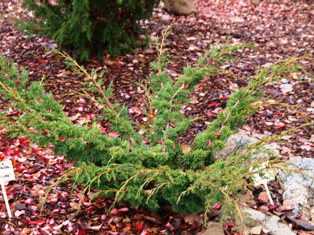 Juniperus chinensis 'Globosa Cinerea'