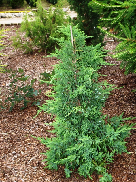 Juniperus chinensis 'Maney'