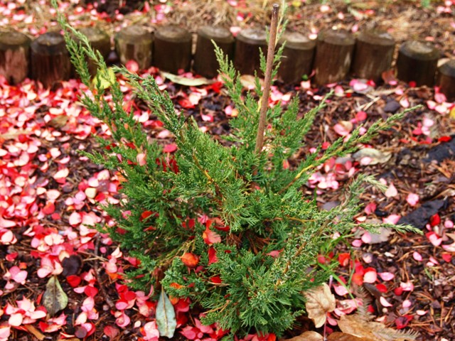 Juniperus chinensis 'Olympia'