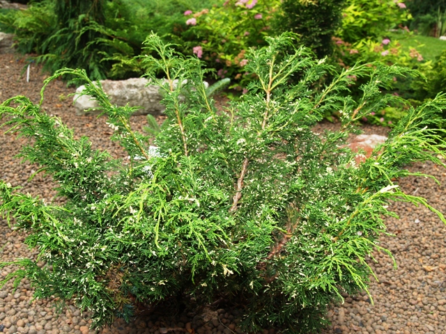 Juniperus chinensis 'Plumosa Albovariegata'