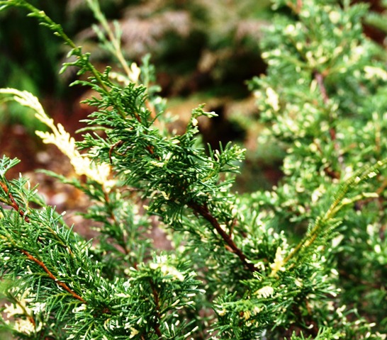 Juniperus chinensis 'Plumosa Albovariegata'