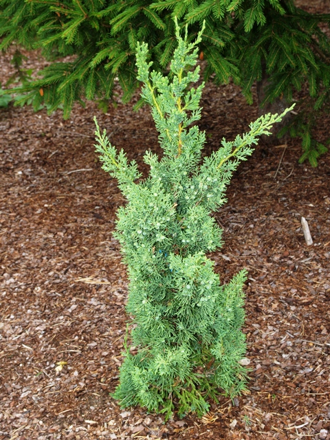 Juniperus chinensis 'Robust Green'