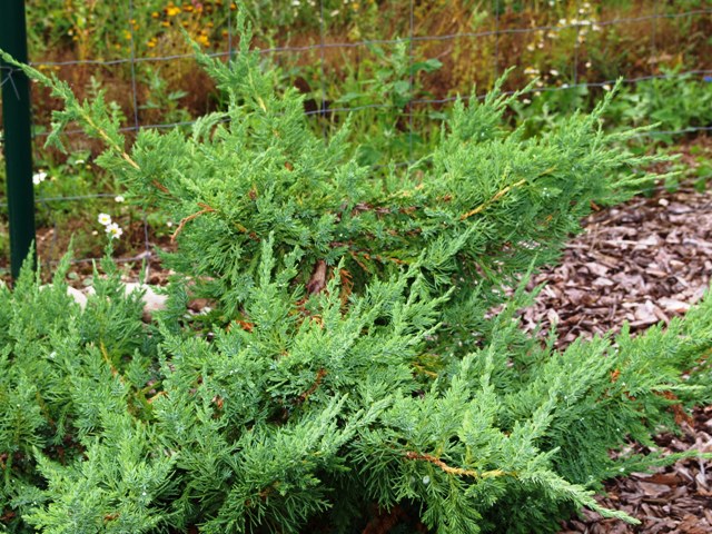 Juniperus chinensis 'Rushmore'