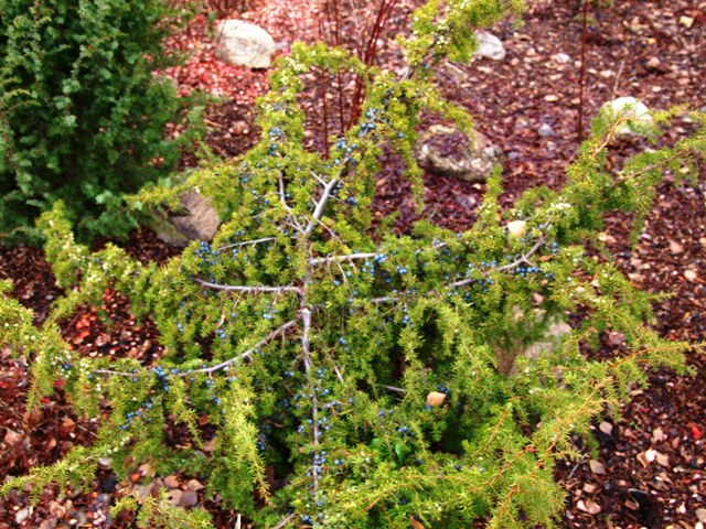 Juniperus communis 'Aureospicata'
